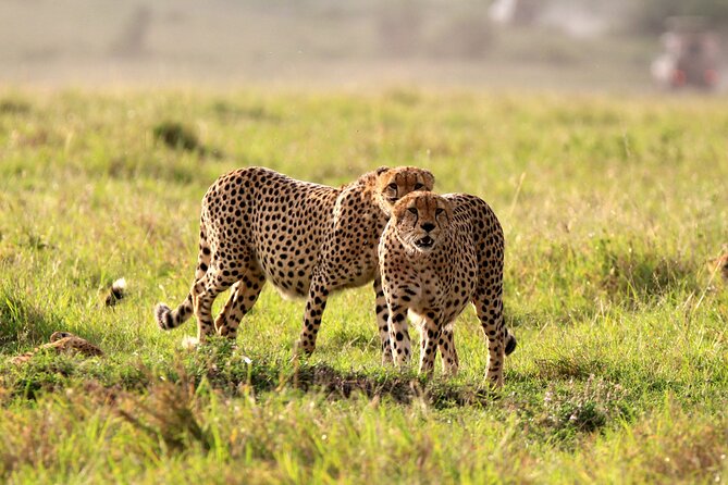 8-Day Amazing Kenya Holiday Safari - A big Kenya route in eight days