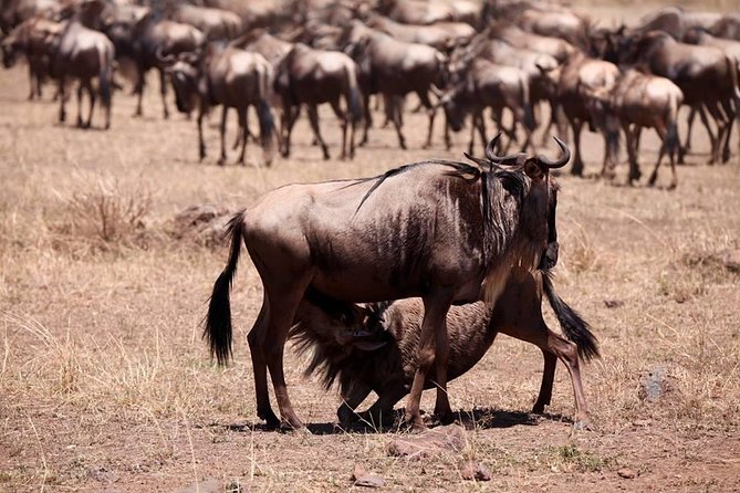8-Day Amazing Kenya Holiday Safari - Day 3: Lake Nakuru’s birds and rhinos