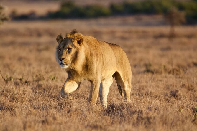 8-Day Amazing Kenya Holiday Safari - Days 4 and 5: dry country and unusual species in Samburu