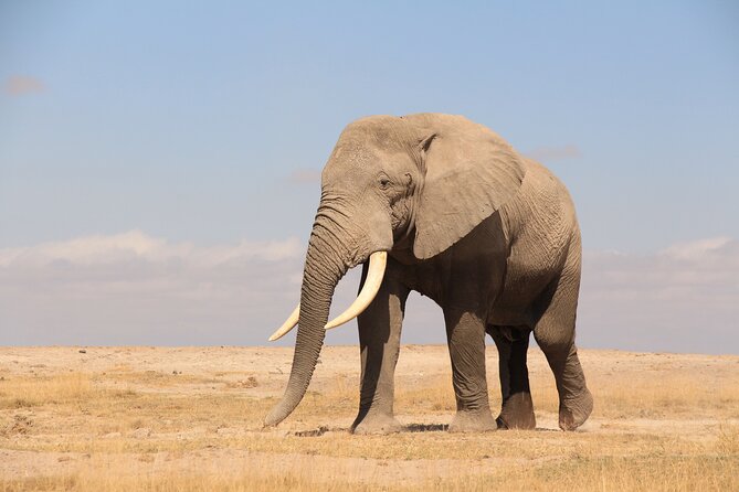 8-Day Amazing Kenya Holiday Safari - What the $4,671.43 price really includes