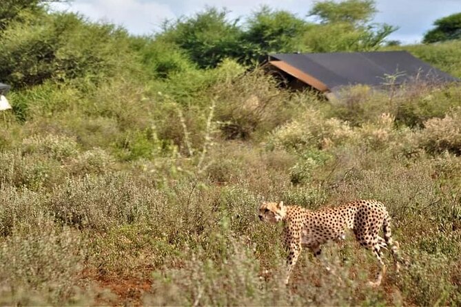 8-Day Kenya Group Joining Safari - What the $3,080 price really covers