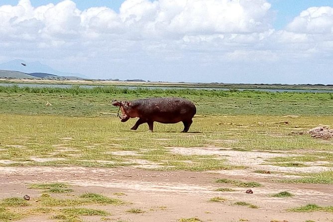 8 Day Safari: Best of Kenya & Tanzania - Day 4: Crossing from Kenya into Tanzania