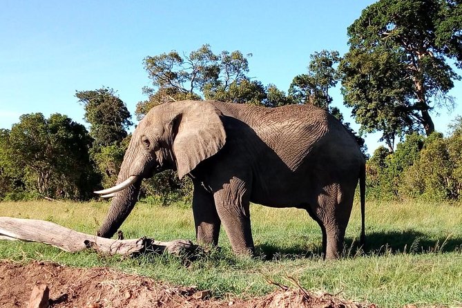 8 Day Safari: Best of Kenya & Tanzania - Day 6: Down into Ngorongoro Crater