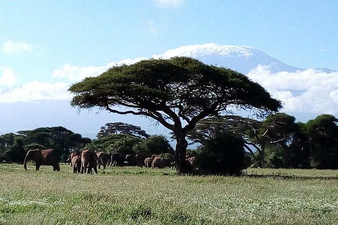 8 Day Safari: Best of Kenya & Tanzania - Day 7: Tarangire’s river, swamps, and dry plains