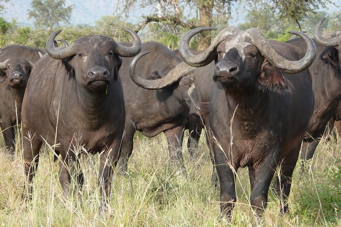 8 Days / 7 Nights 2021 / 2022 Wildebeest Migration Safari - Maasai Mara Reserve - Lake Nakuru and the Great Rift Valley
