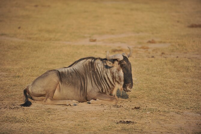 8 Days / 7 Nights 2021 / 2022 Wildebeest Migration Safari - Maasai Mara Reserve - Three days of game drives in the Maasai Mara