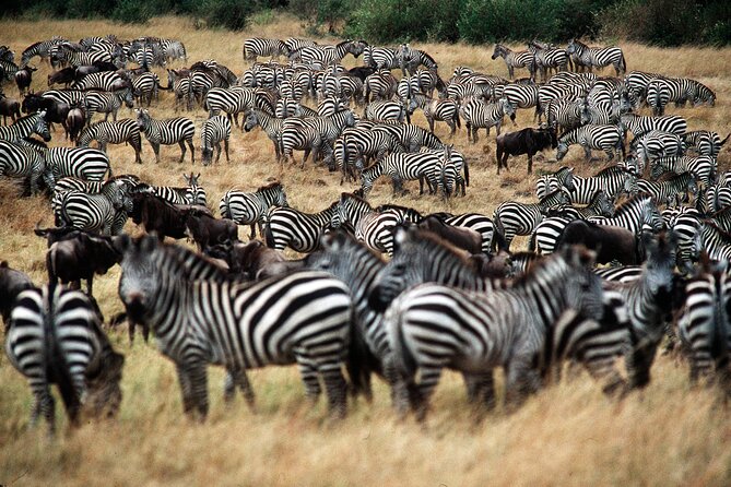 8 Days / 7 Nights 2021 / 2022 Wildebeest Migration Safari - Maasai Mara Reserve - Meeting the Maasai and understanding the setting