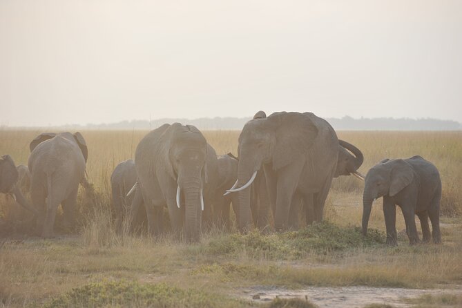 8 Days / 7 Nights 2021 / 2022 Wildebeest Migration Safari - Maasai Mara Reserve - Hotels, meals, and the private van setup