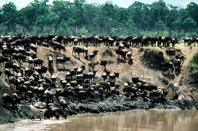 8 Days / 7 Nights 2021 / 2022 Wildebeest Migration Safari - Maasai Mara Reserve - Samburu’s unusual animals and dry-country scenery