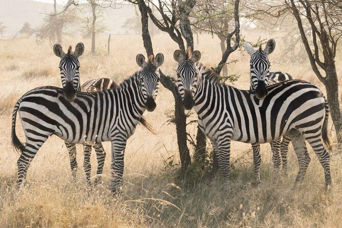 8 days 7 nights best Kenya and Tanzania private lodging safari - Nairobi arrival and the useful first night