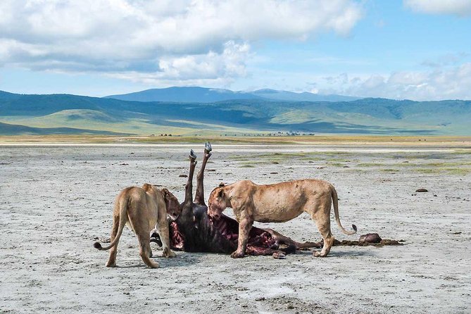 8 days 7 nights best Kenya and Tanzania private lodging safari - Day 2: A full Mara day and the Mara River