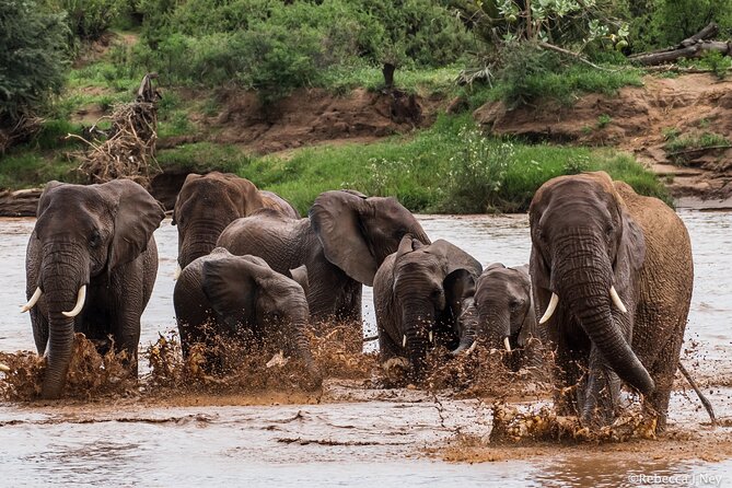 8 Days 7 Nights Kenyan Luxury Safari - Why this eight-day route works