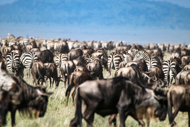 8 Days 7 Nights Kenyan Luxury Safari - Day 4: Grevy’s zebras, rhinos, and Lewa’s birdlife