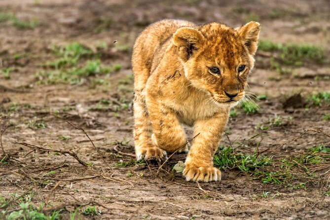 8 Days 7 Nights Kenyan Luxury Safari - Day 5: Conservation behind the scenes at Lewa