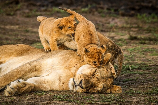 8 Days 7 Nights Kenyan Luxury Safari - Day 6: Flying from Lewa to Maasai Mara