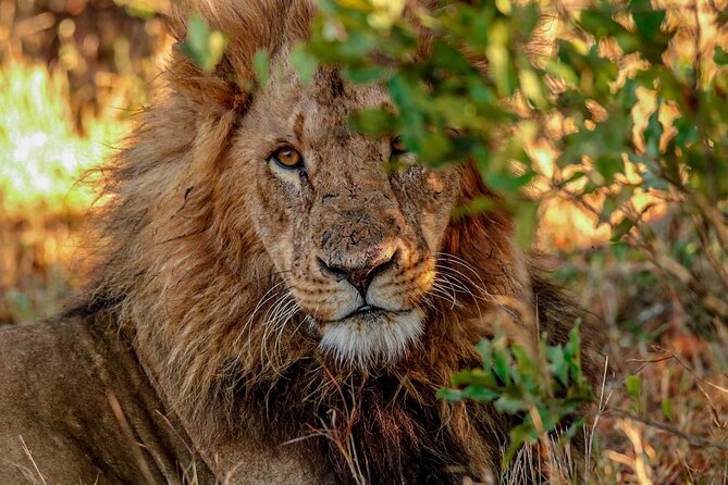 8 Days 7 Nights Kenyan Luxury Safari - Day 7: A full safari day in Maasai Mara