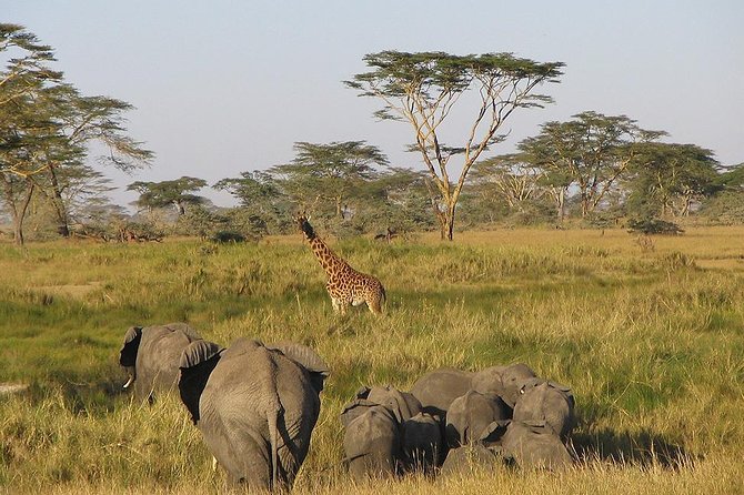 8 Days Best of Kenya and Tanzania Safari from Nairobi - Day 1: Nairobi to Maasai Mara via the Great Rift Valley