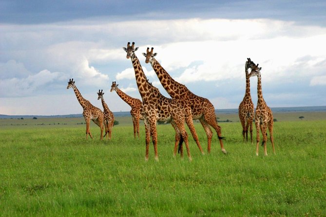 8 Days Best of Kenya and Tanzania Safari from Nairobi - Day 4: A full day across Serengeti