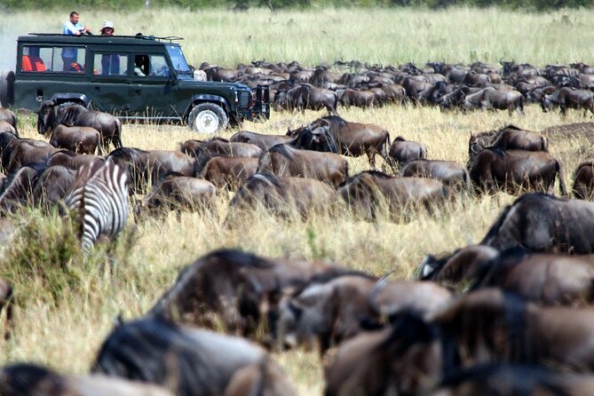 8 Days Combined Kenya And Tanzania Luxury Safari - Five things to know before booking