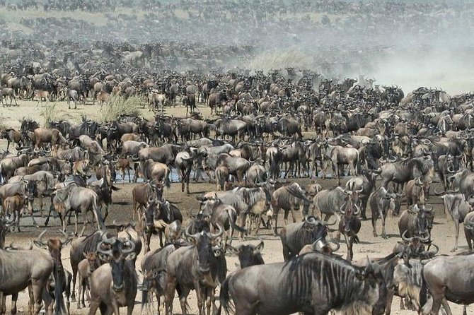 8 Days Kenya and Tanzania Private Lodging Safari from Nairobi - What the $4,594.60 price really covers