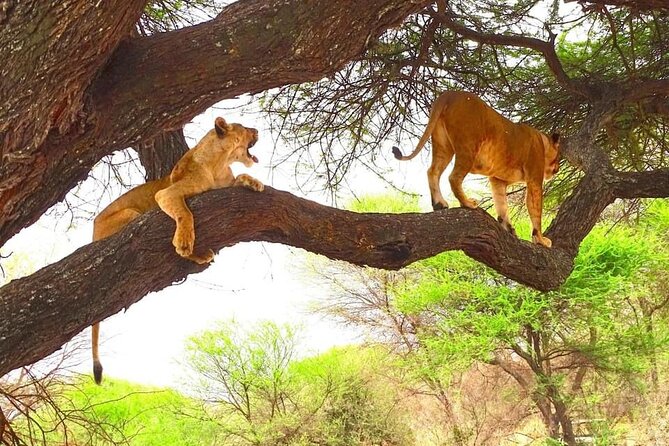 8 days Kenya highlights safari starting from Nairobi. - What this Kenya safari is really offering