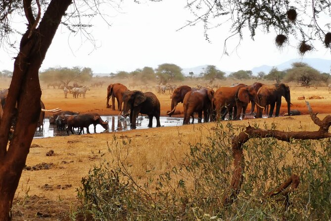 8 days Kenya highlights safari starting from Nairobi. - Days 4 and 5: Amboseli, elephants, and Mount Kilimanjaro