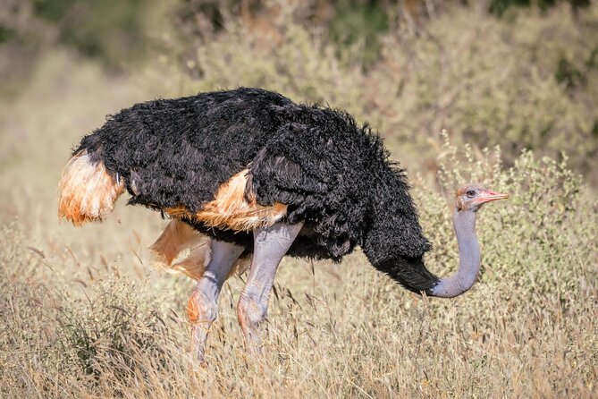 8 days Kenya highlights safari starting from Nairobi. - Day 6: Tsavo West and the Ziwani nature walk
