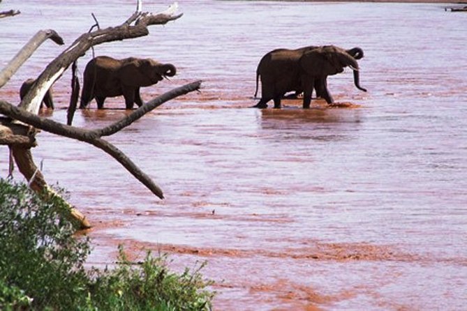 8 days Kenya highlights safari starting from Nairobi. - Day 7: Tsavo East and the red elephants