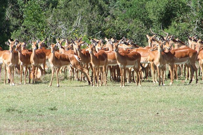 8 days Kenya highlights safari starting from Nairobi. - Days 2 and 3: More time in Maasai Mara