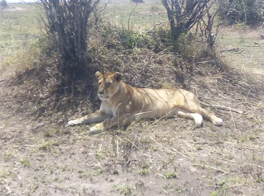 8 Days Nakuru, Masai Mara, Serengeti, Ngorongoro & L Manyara - Key points to know before booking