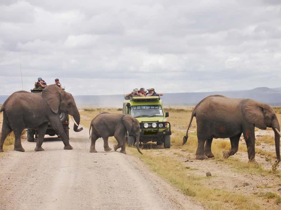 8 Days Nakuru, Masai Mara, Serengeti, Ngorongoro & L Manyara - What this eight-day safari is really offering