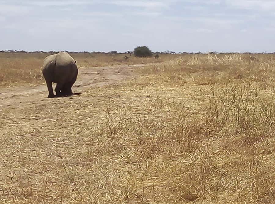 8 Days Nakuru, Masai Mara, Serengeti, Ngorongoro & L Manyara - Day 2: From Lake Nakuru to Maasai Mara