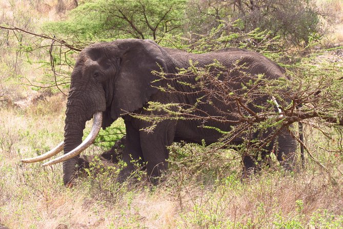 8 Days Safari to Amboseli, Great Rift Valley Lakes & Masai Mara - Day 1: Amboseli begins with Kilimanjaro views