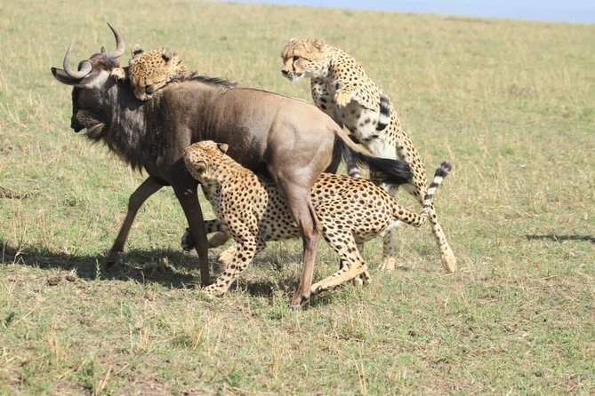 8 Days Safari to Amboseli, Great Rift Valley Lakes & Masai Mara - Day 3: Lake Naivasha, Hell’s Gate, and the Great Rift Valley