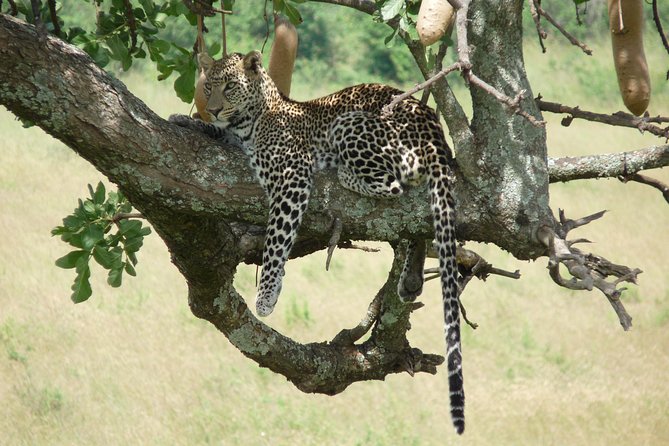 8 Days Safari to Amboseli, Great Rift Valley Lakes & Masai Mara - Day 4: Lake Bogoria and the Rift Valley lakes