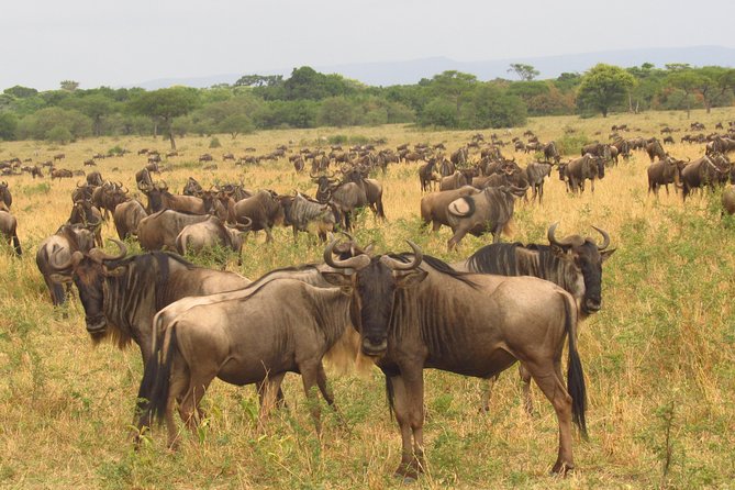 8 Days Safari to Amboseli, Great Rift Valley Lakes & Masai Mara - Day 5: Lake Nakuru and Kenya’s rhino country