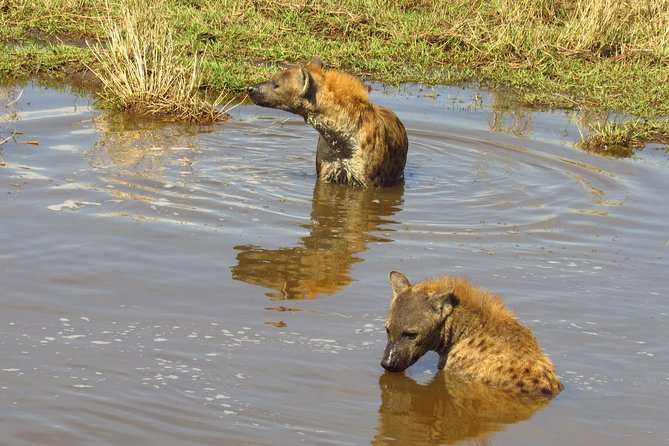8 Days Safari to Amboseli, Great Rift Valley Lakes & Masai Mara - Day 6: From Nakuru to the Masai Mara