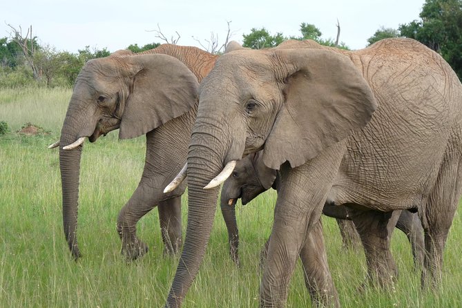 8 Days Safari to Amboseli, Great Rift Valley Lakes & Masai Mara - Day 7: A full-day Masai Mara game drive