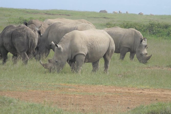 8 Days Safari to Amboseli, Great Rift Valley Lakes & Masai Mara - Day 2: A full Amboseli day and Maasai culture
