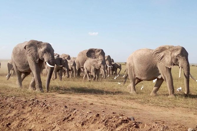 8 Days: Tsavo East National Park Amboseli, Nakuru, Maasai Mara Park - Four famous parks in one private route