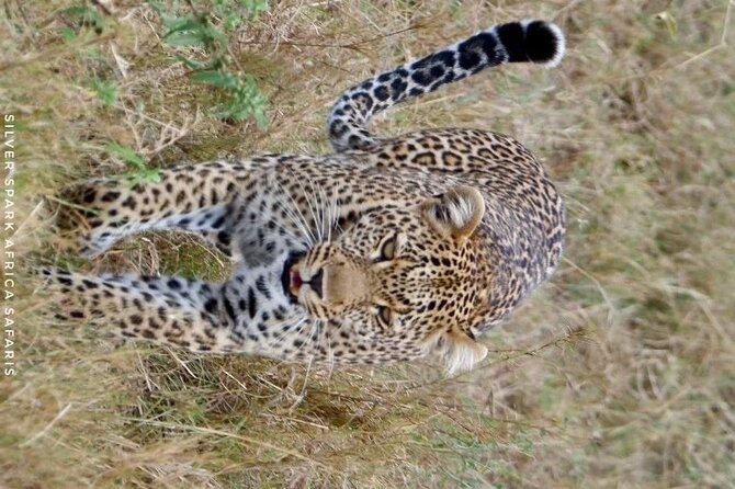 8 Days: Tsavo East National Park Amboseli, Nakuru, Maasai Mara Park - Days 3 and 4: Amboseli below Mount Kilimanjaro