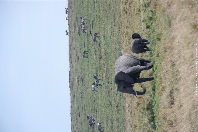8 Days: Tsavo East National Park Amboseli, Nakuru, Maasai Mara Park - Days 6 and 7: The Maasai Mara finale