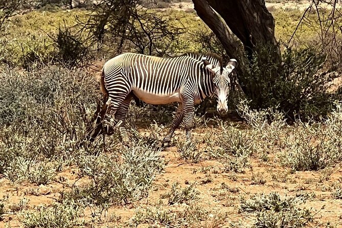 8 Days: Tsavo East National Park Amboseli, Nakuru, Maasai Mara Park - Day 8: Returning to Nairobi