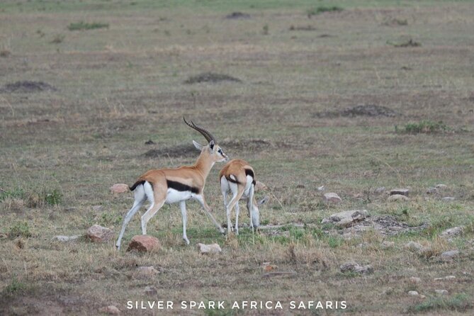 8 Days: Tsavo East National Park Amboseli, Nakuru, Maasai Mara Park - What the $3,100 price really buys