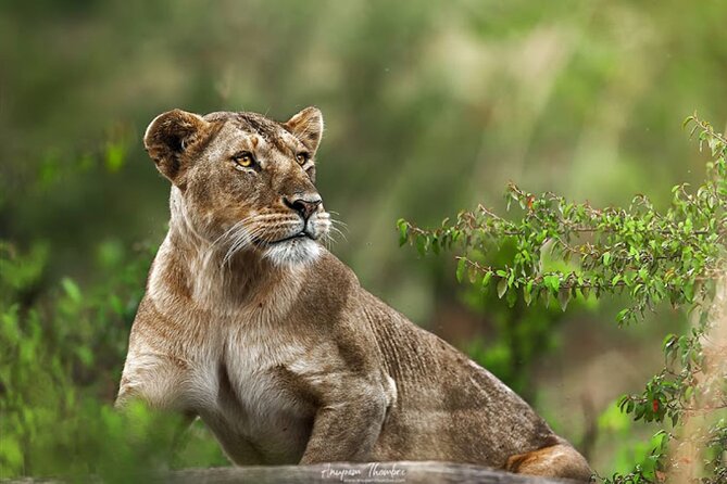 9 Day Private Luxury Spectacle Safari Majestic Kenya Wonderland - Day 1: Tsavo West and the clear waters of Mzima Springs