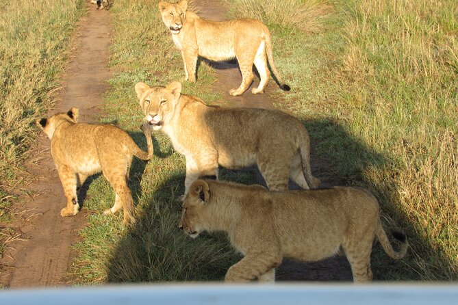 9 Days Amboseli-Ol Pejeta-Aberdare-Nakuru-Naivasha-Masai Mara - Day 4: The Ark and Aberdare’s forest setting