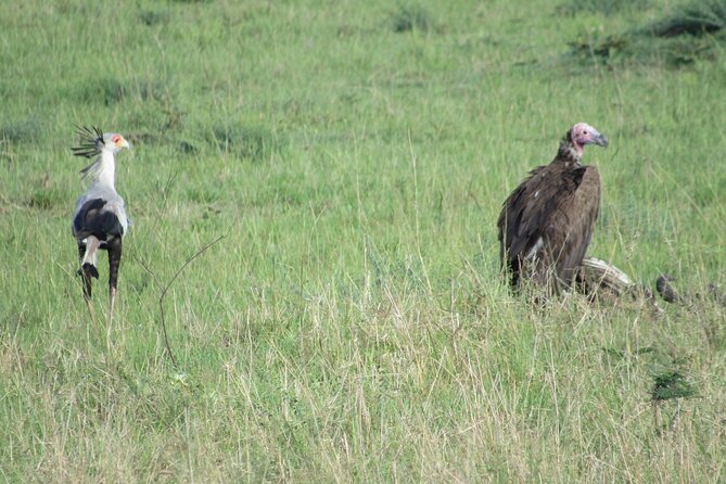 9 Days Amboseli-Ol Pejeta-Aberdare-Nakuru-Naivasha-Masai Mara - Day 5: Lake Nakuru’s wildlife and Rift Valley scenery