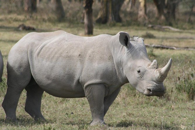 9-Days Best of Kenya Wildlife Private 4X4 Jeep Safari - Day 4: birds, a boat ride, and optional Hell’s Gate
