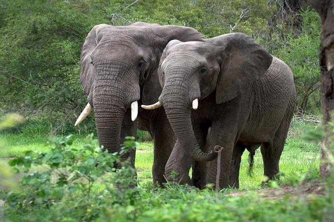 9-Days Best of Kenya Wildlife Private 4X4 Jeep Safari - Day 9: an early Tsavo drive and three ways to finish