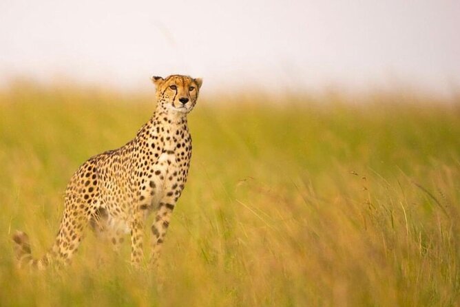 9-Days Bush and Beach Private Experience - Bush meals and evenings beyond the vehicle